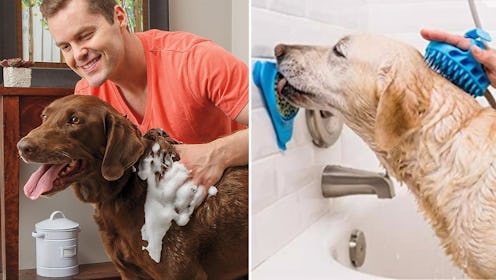 30 Things You're Accidentally Neglecting With Your Dog — & It's Costing You Money & Hassle