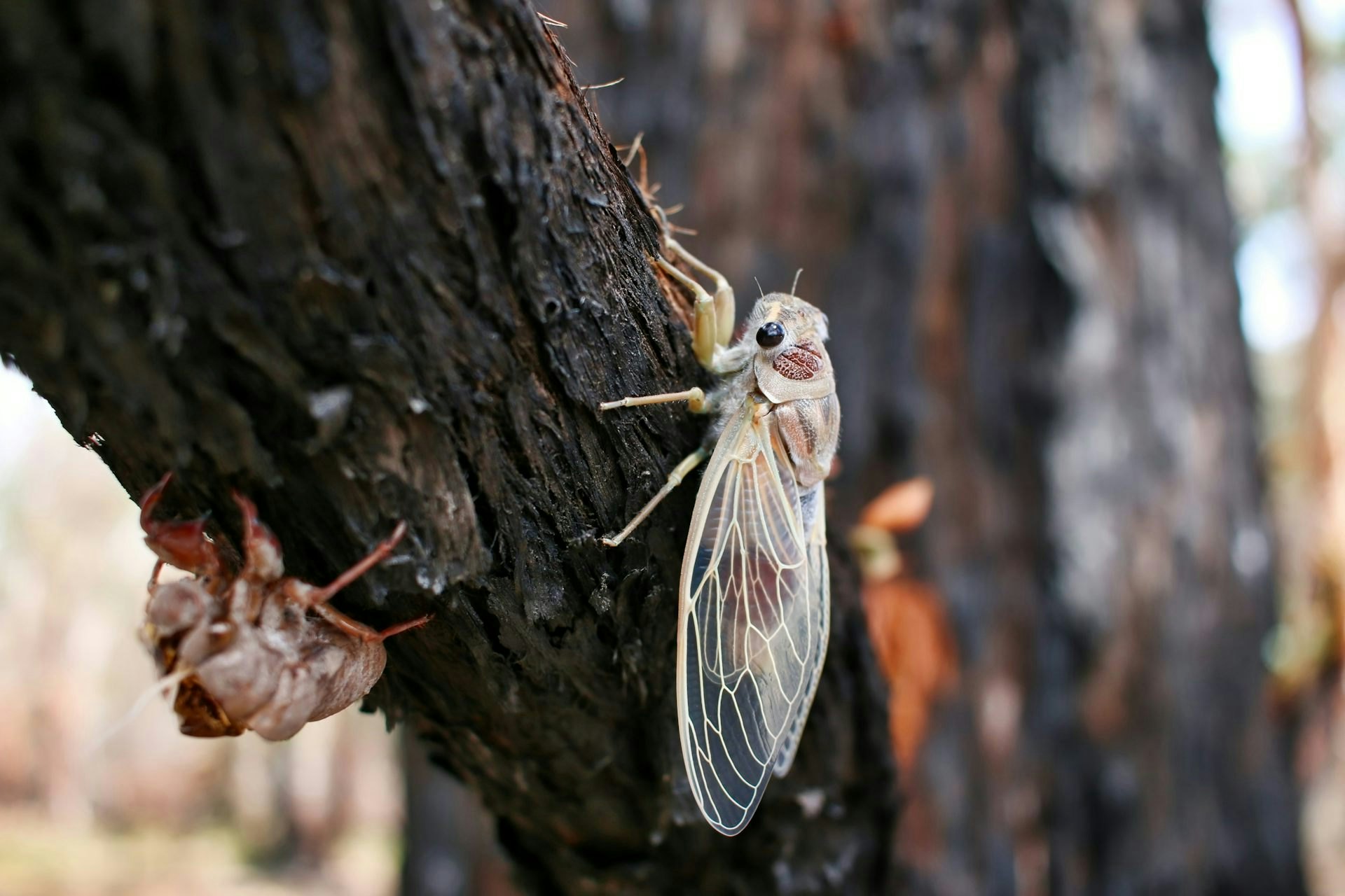 Why The "Sweet" Sound Of Cicadas Have Fascinated Humans For Millennia