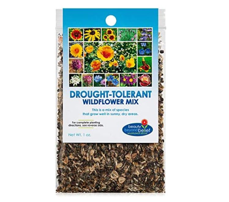beauty beyond belief Wildflower Seeds
