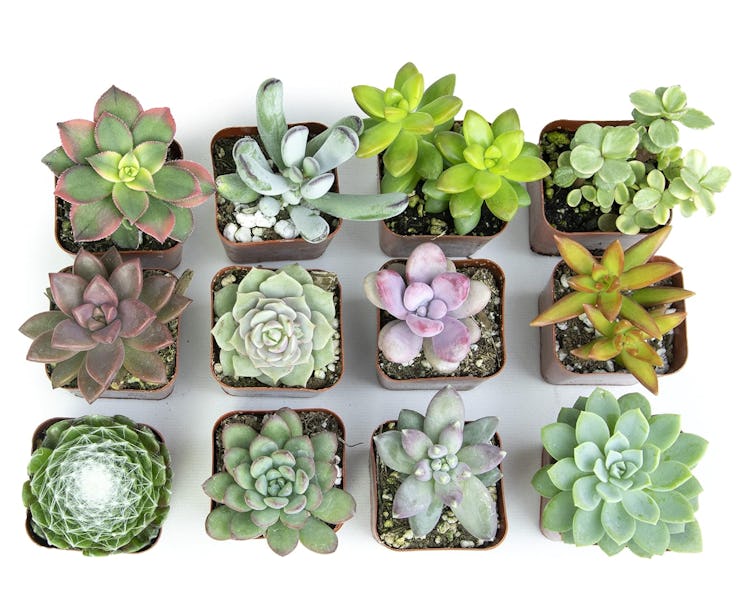 Altman Succulent Plants (12-Pack)