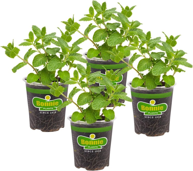 Bonnie PLANTS Sweet Mint Plants (4-Pack)