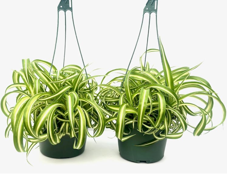 Generic Spider Plants (2-Pack)