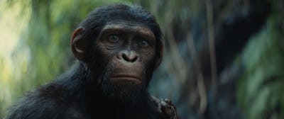 Noa in 'Kingdom of the Planet of the Apes'