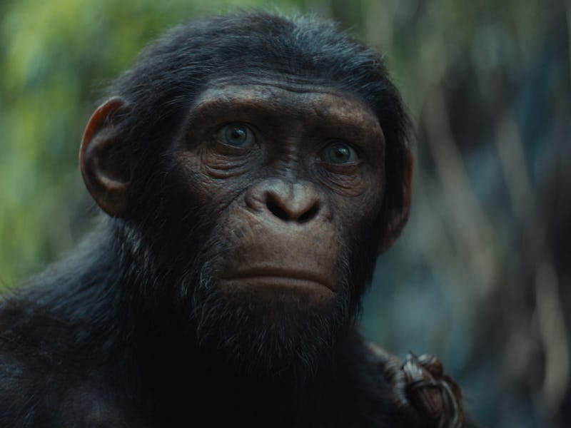 Noa in 'Kingdom of the Planet of the Apes'