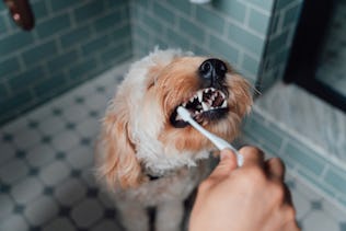A person brushes their dog's teeth.