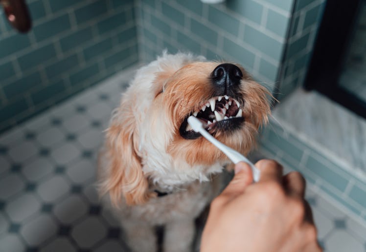 A person brushes their dog's teeth.