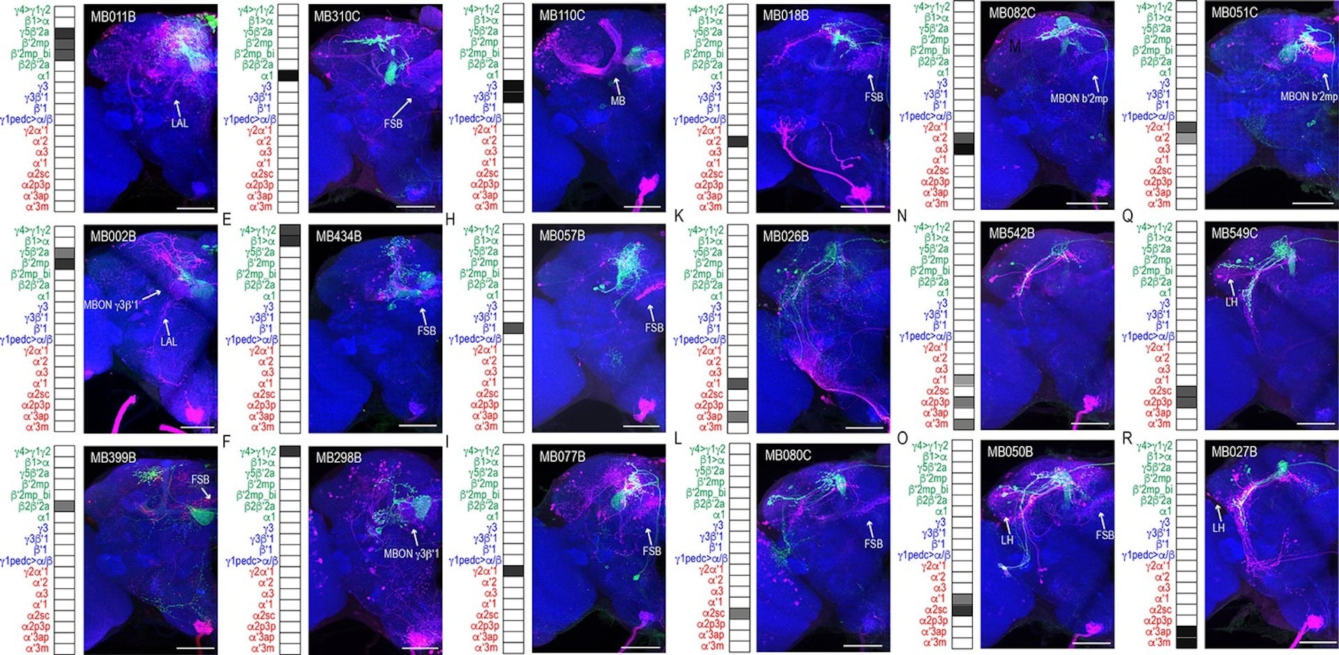 This Fruit Fly Brain Scan Will Convince You These Pests Are Actually Geniuses