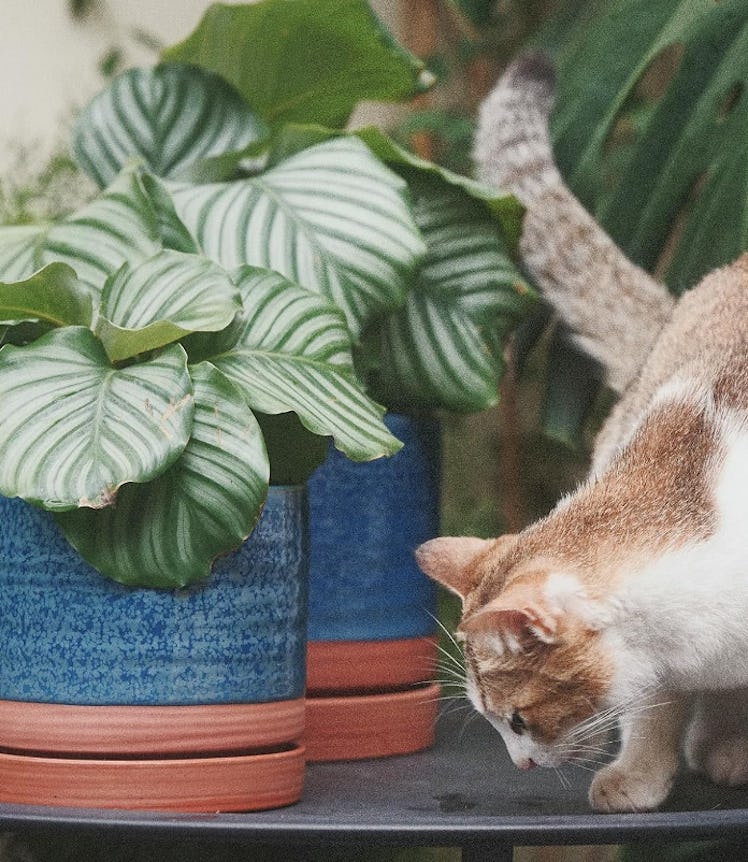 HERDUK Ceramic Planter