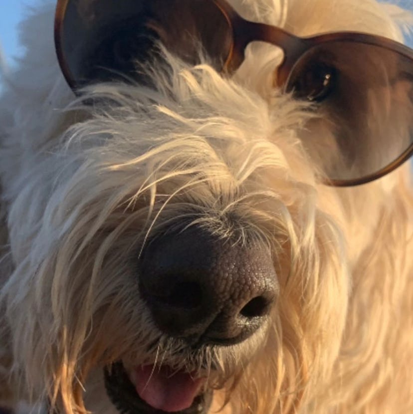 Gerry’s dog, Cody. Screenshot via Instagram