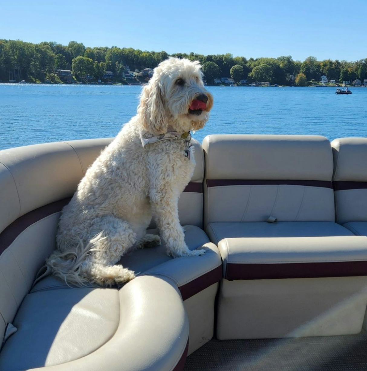 Gerry Turner&rsquo;s dog, Cody. Screenshot via Instagram