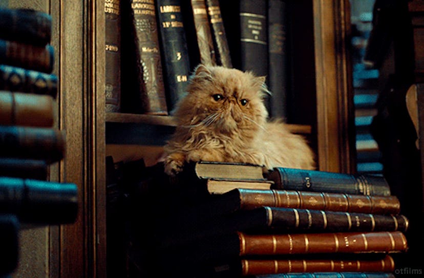 Crookshanks sits on a stack of books in the Hogwarts Library in 'Harry Potter'.