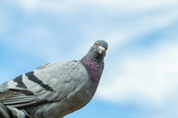 Are we underestimating pigeons?