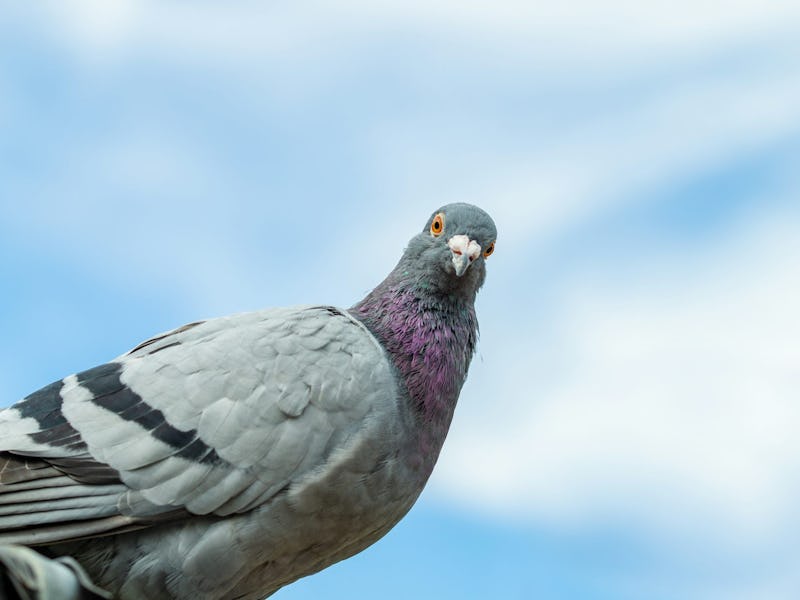 Are we underestimating pigeons?