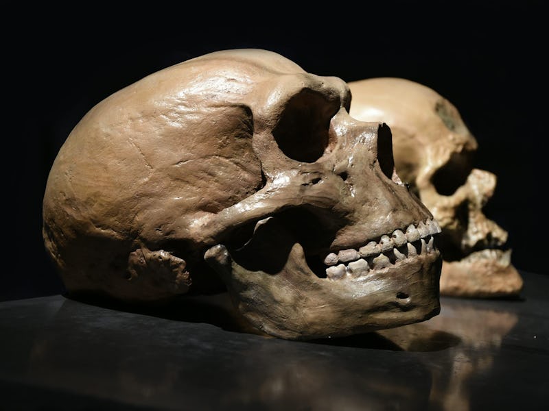 Neanderthal skull (foreground) contrasted with that of a modern human from the Palaeolithic.