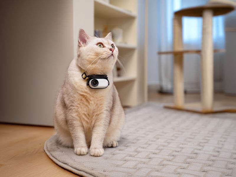 Insta360 Go 3S action camera on a cat with a collar