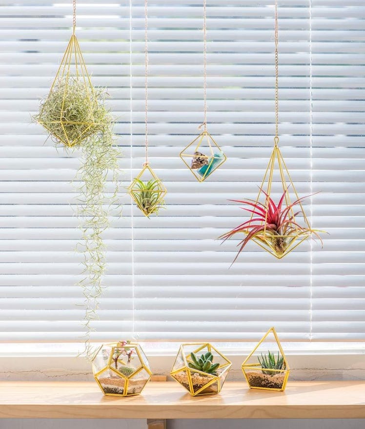Mkono Air Plant Holder (5-Pack)