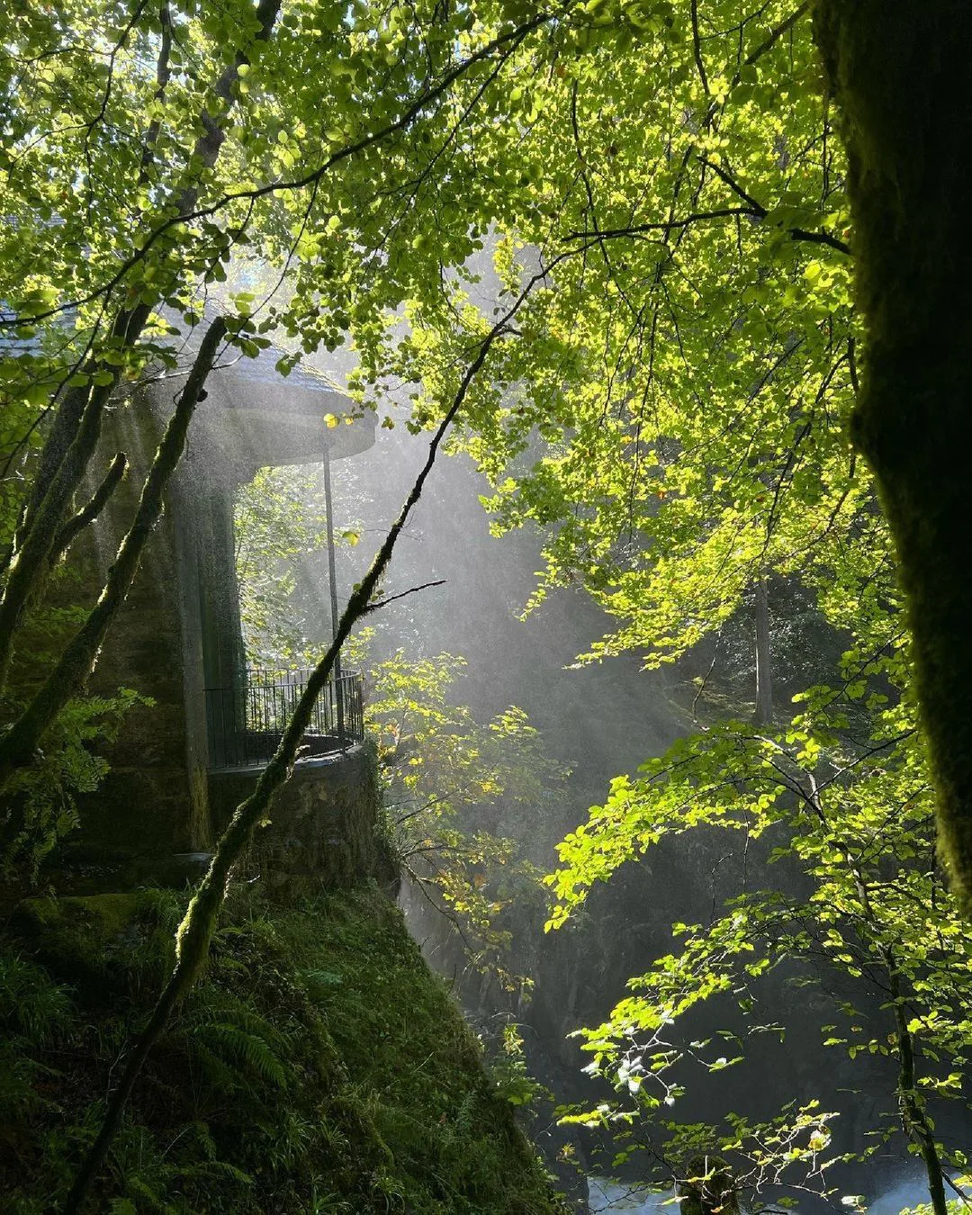 These Forest Bathing Destinations Are A Shortcut To Inner Peace