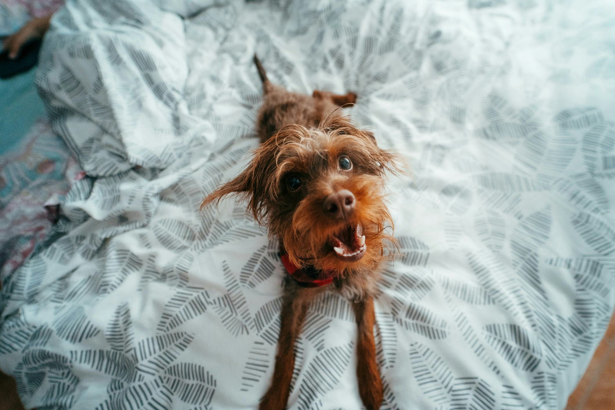 Why Does My Dog Dig On My Bed What This Sheet Ruffling Behavior Means