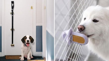Weird things you didn't know about that make your dog behave so much better