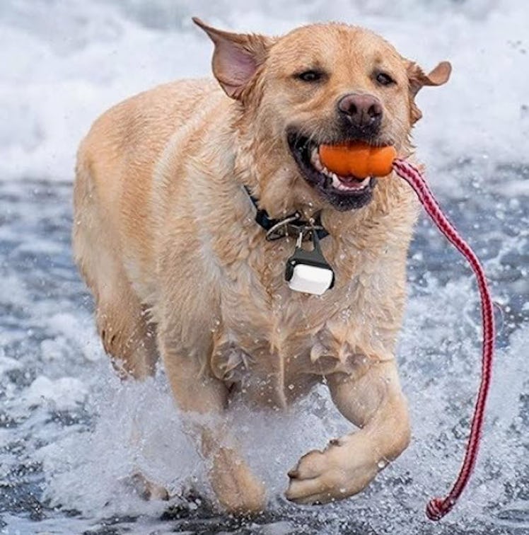 Outopest Dog Lights for Night Walking