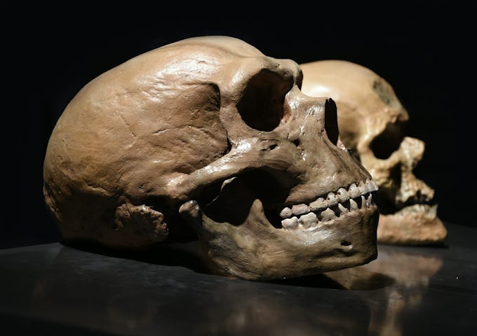 Two human skulls on display, one focused in the foreground and another slightly blurred in the background, against a dark setting.