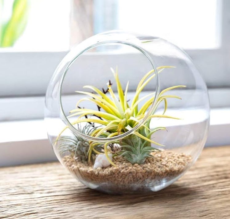 Mkono Glass Plant Terrarium Display