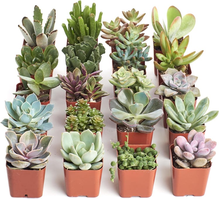 Shop Succulents Succulent Plants (20-Pack)