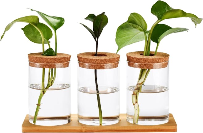 Window Garden Desktop Plant Terrarium Vase with Lid (Set of 3)