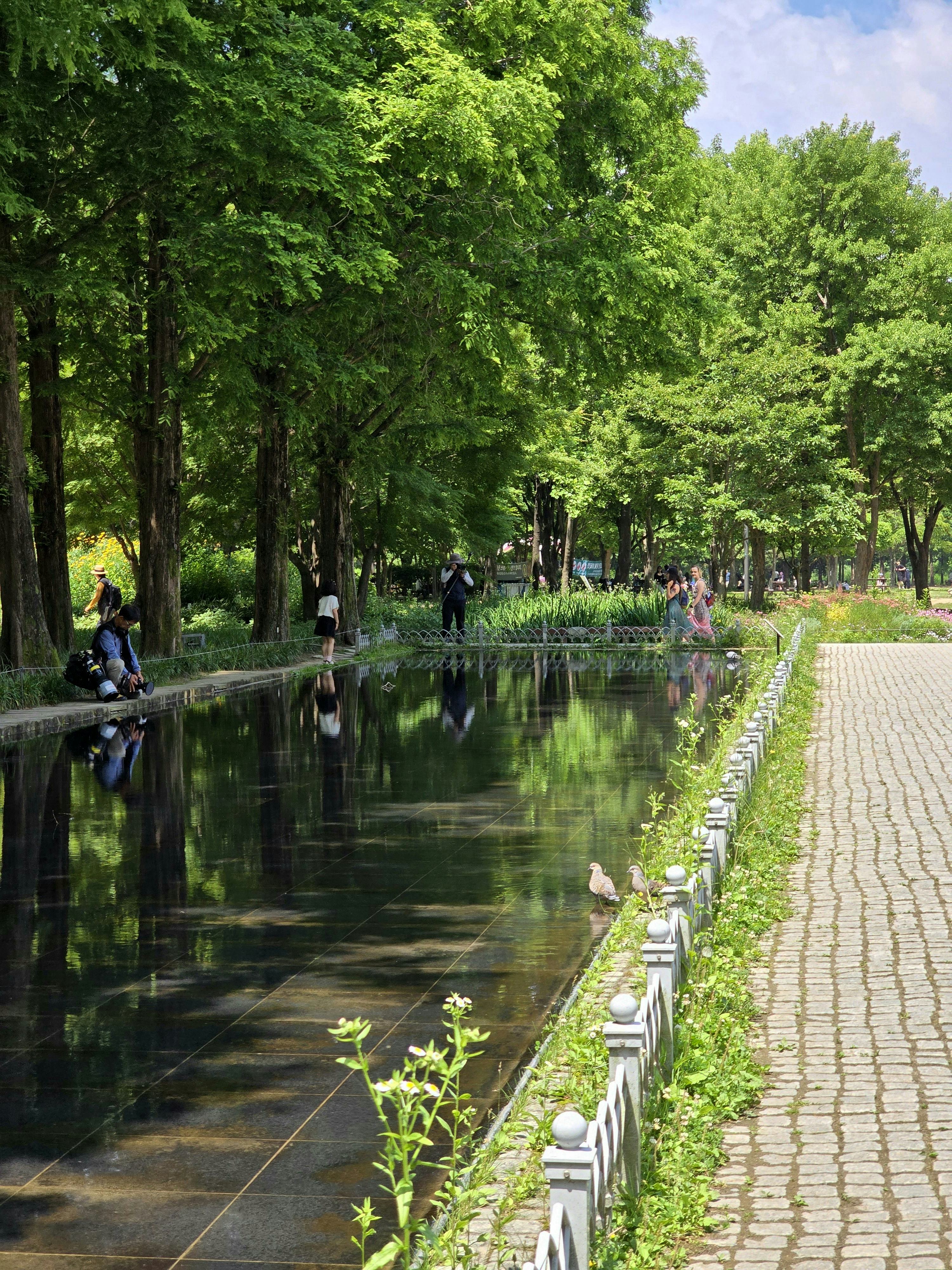 A long pond surrounded by greenery in Seoul Forest
