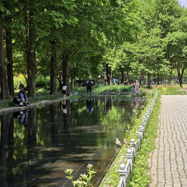 A long pond surrounded by greenery in Seoul Forest