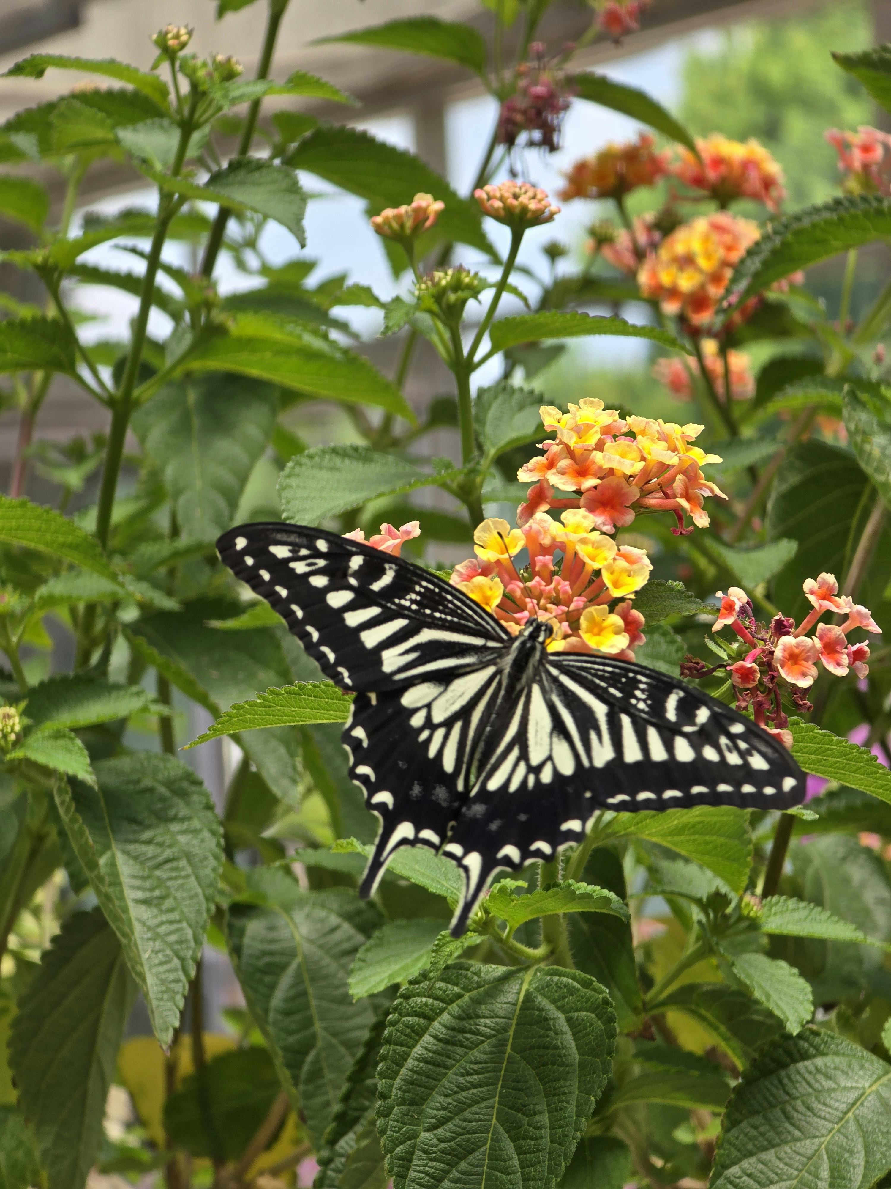 A black and white butterfly rests on flower at the Butterfly Garden in Seoul Forest