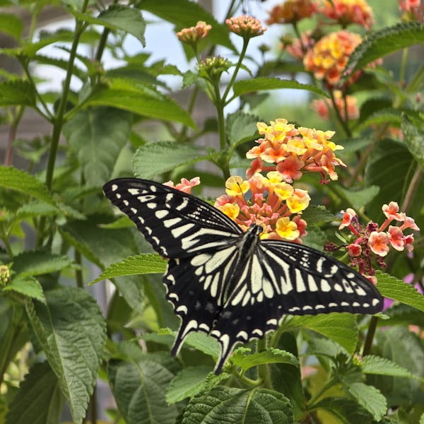 A black and white butterfly rests on flower at the Butterfly Garden in Seoul Forest