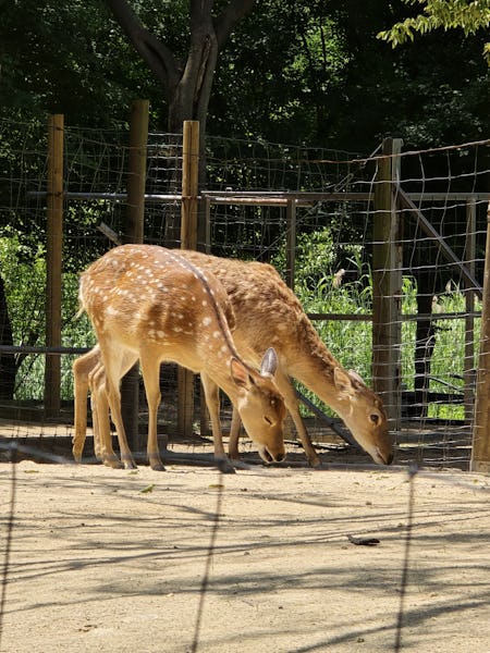 Spotted Sika deer roam around in a deer enclosure within Seoul Forest
