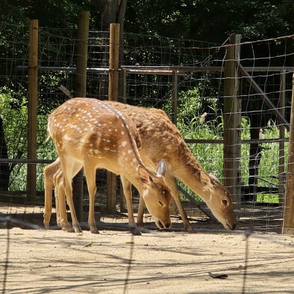 Spotted Sika deer roam around in a deer enclosure within Seoul Forest