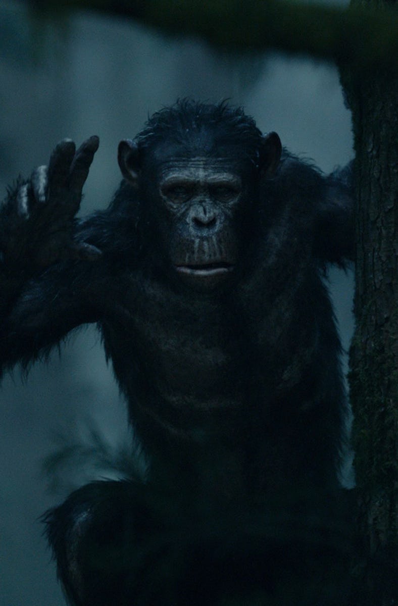 An ape raises its hand while holding onto a tree in 'Dawn of the Planet of the Apes'