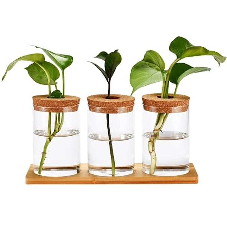 Window Garden Desktop Terrarium Vase with Lid (Set Of 3)