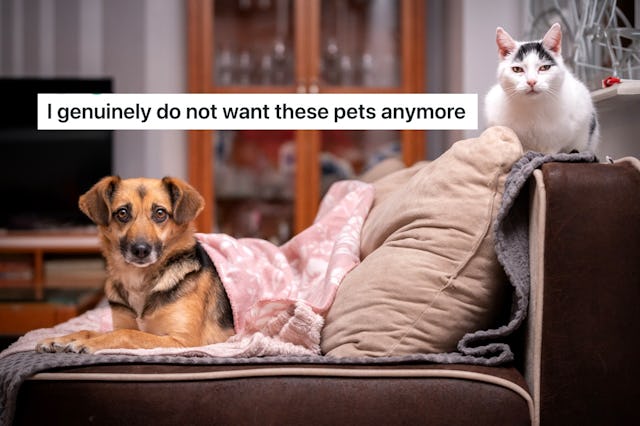 A dog and a cat sitting on a sofa with pillows, with a text overlay saying "I genuinely do not want ...