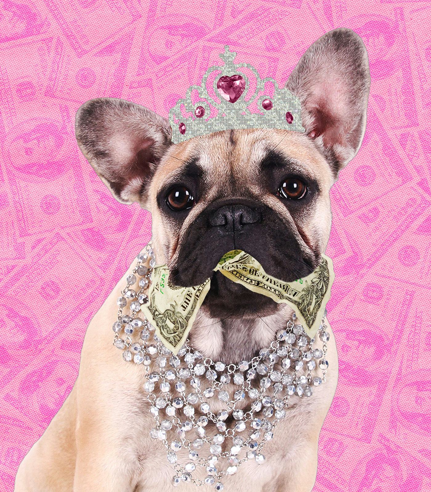 The Money Real Talk You Need To Know Before You Get A Pet