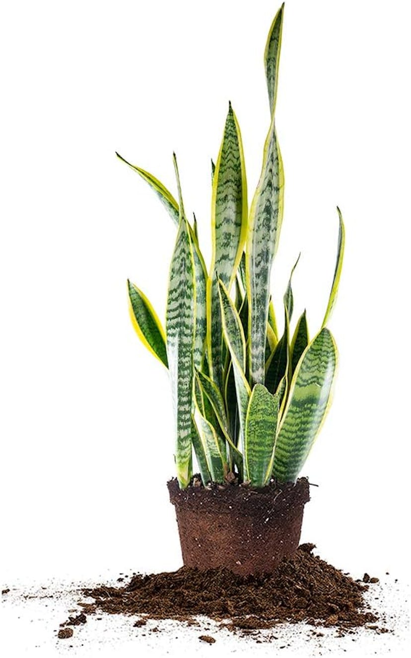 PERFECT PLANTS Snake Plant