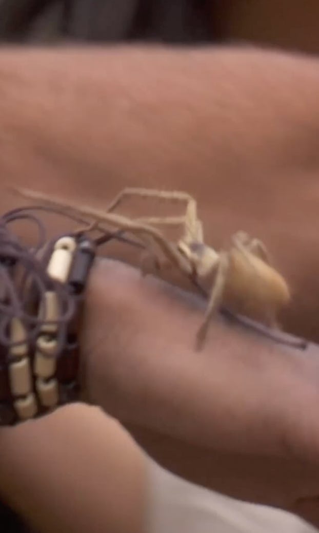 Bachelorette July 15 recap: Hakeem wasn&rsquo;t into the spider during a photoshoot.