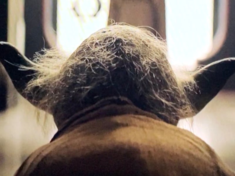 Yoda in 'The Acolyte.'