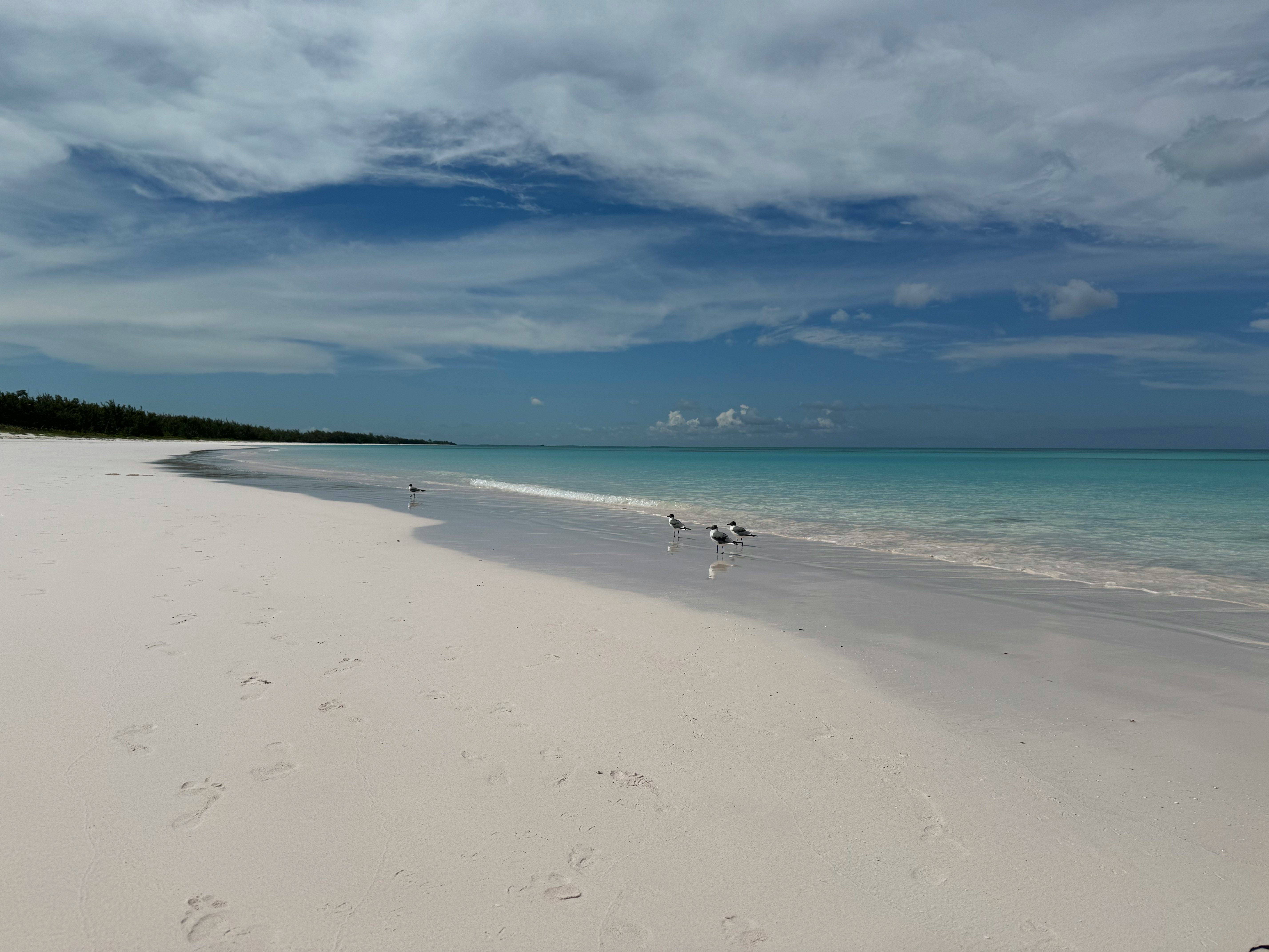 Bird watching at Serenity Bay on Lookout Cay