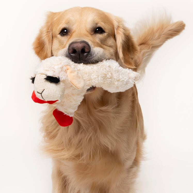 Multipet Plush Dog Toy