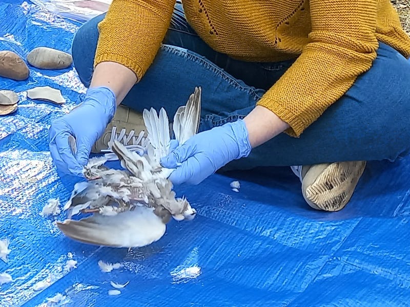 A scientist defeathers one of the birds.