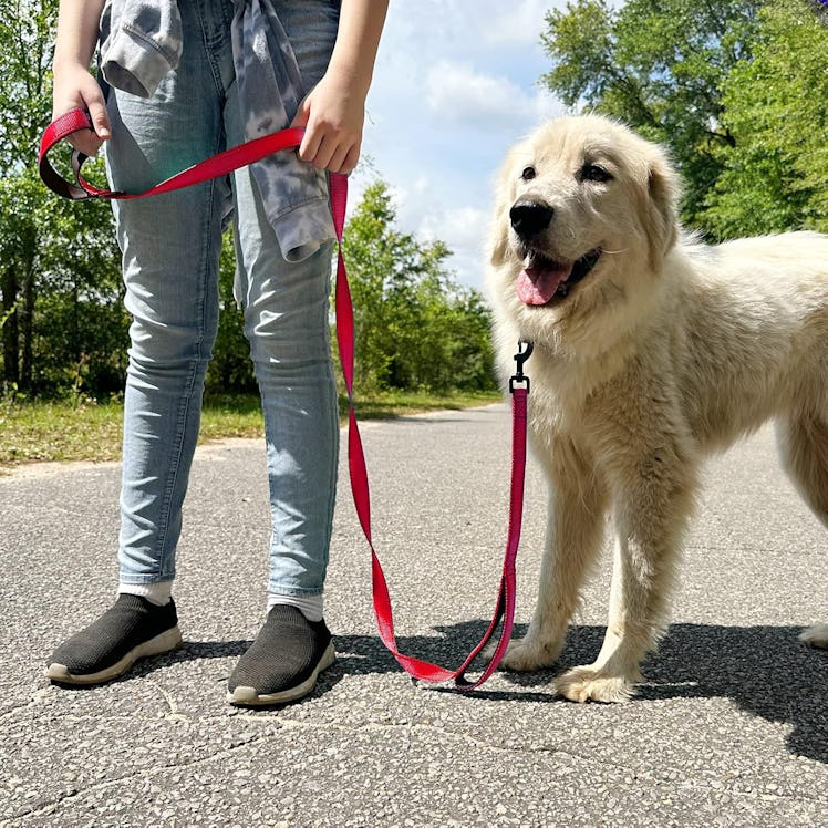 Joytale Double Handle Dog Leash