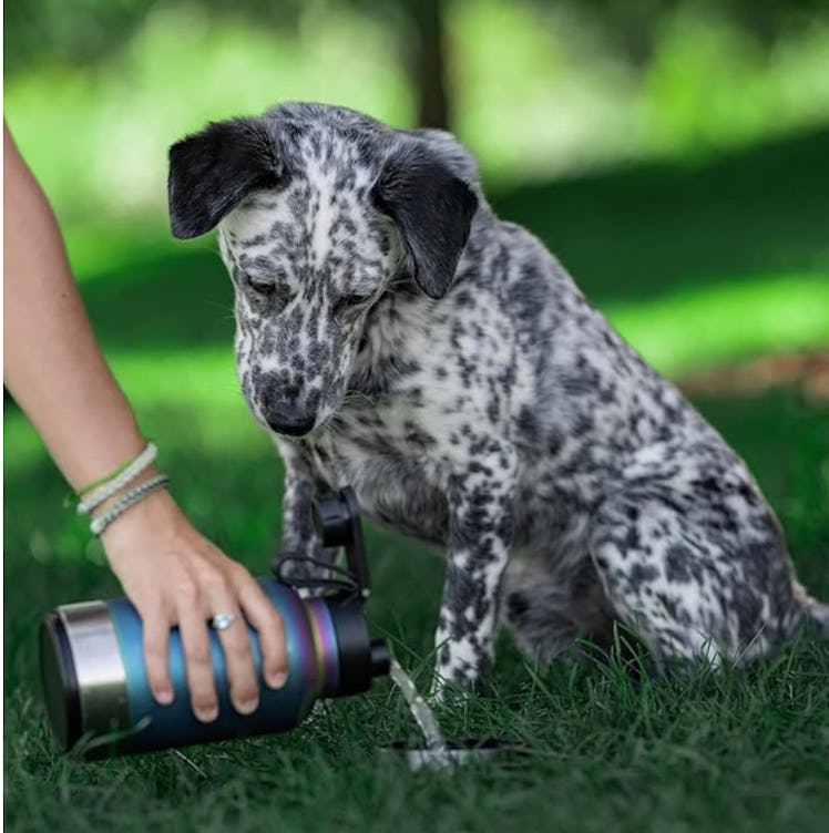 IRON °FLASK Portable Dog Water Bottle & Bowl