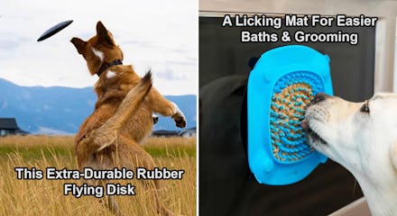 You can train your dog to be so much better with any of these genius, simple things