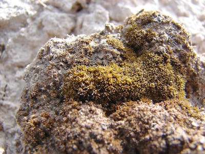 Close-up of a rock covered with patches of yellow and brown moss, highlighting intricate textures an...