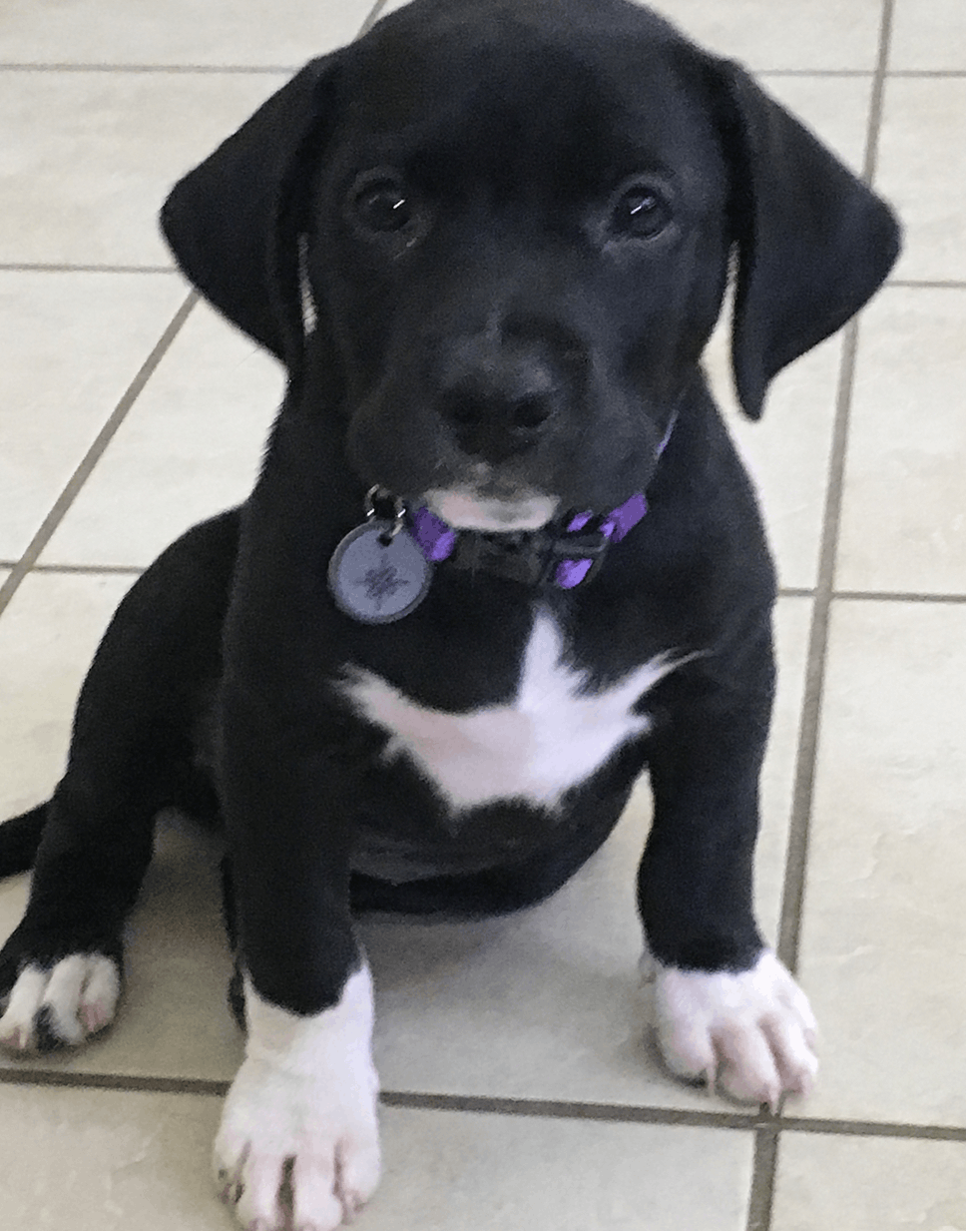 Charlie, Devin Strader&rsquo;s dog. Screenshot via Instagram