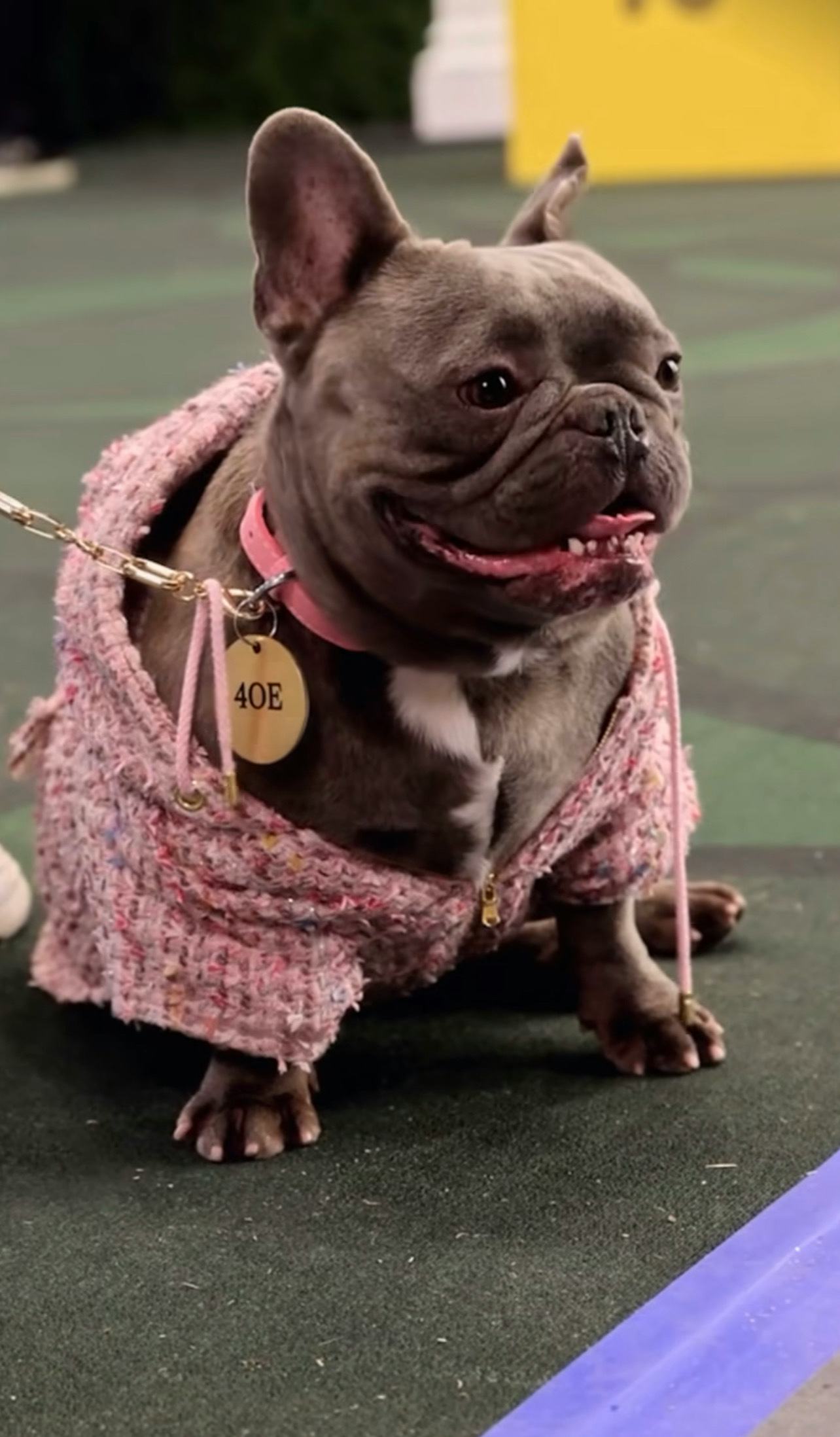 Megan Thee Stallion&rsquo;s Frenchie, 4oe.